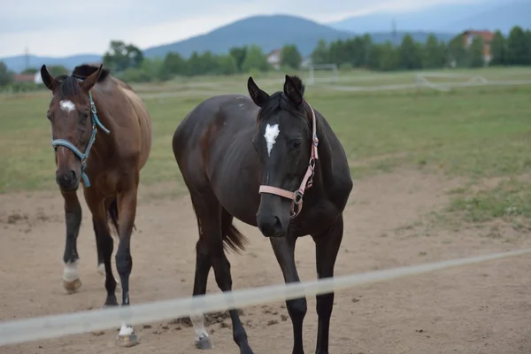 Horses — Stock Photo, Image