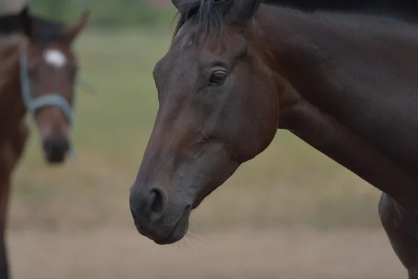 Pferd — Stockfoto