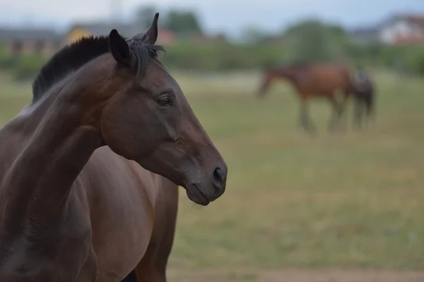 Horse — Stock Photo, Image