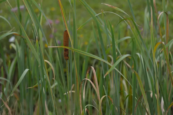 Камыш и высокая зеленая трава — стоковое фото