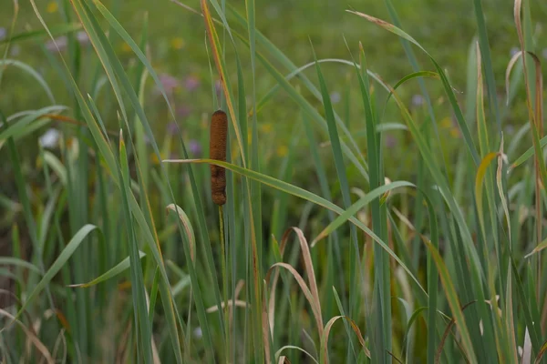 Reed och högt grönt gräs — Stockfoto