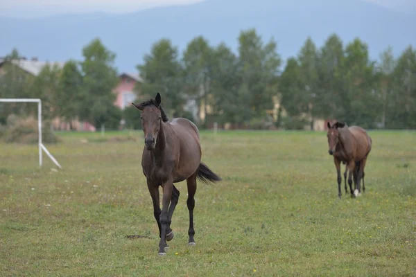 Pferd — Stockfoto