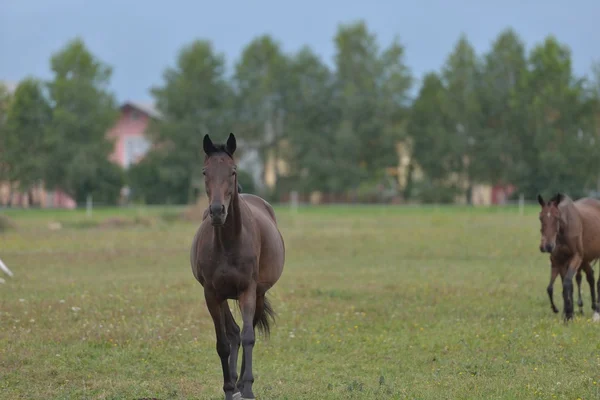 Pferd — Stockfoto