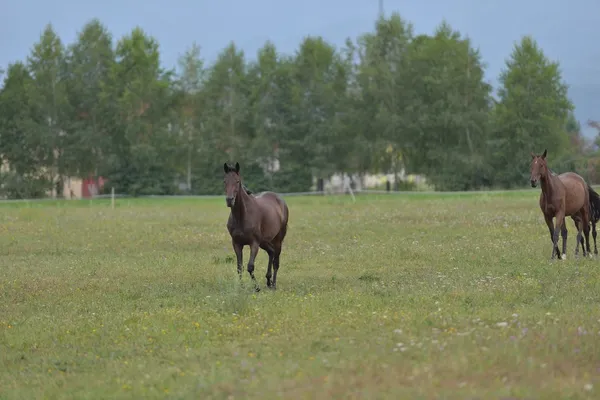 Caballo —  Fotos de Stock