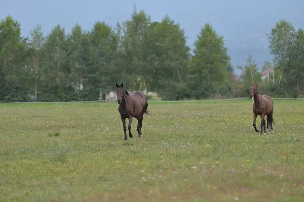 Caballo —  Fotos de Stock