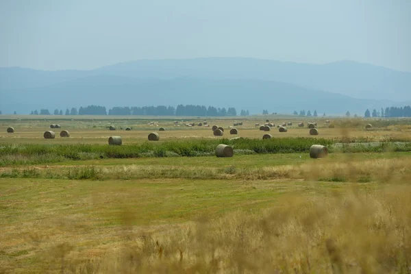 Summer landscape — Stock Photo, Image