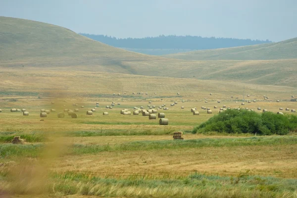 Summer landscape — Stock Photo, Image