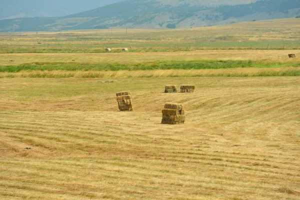 Summer landscape — Stock Photo, Image