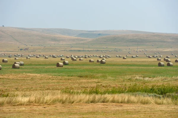 Summer landscape — Stock Photo, Image