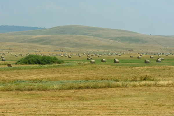 Sommerlandskap – stockfoto