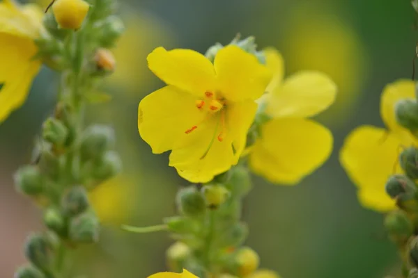 Flor salvaje amarilla — Foto de Stock