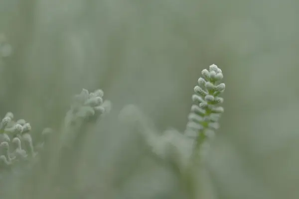 Зеленая трава в природе — стоковое фото