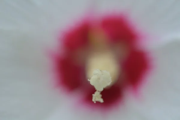 Дикий белый цветок — стоковое фото