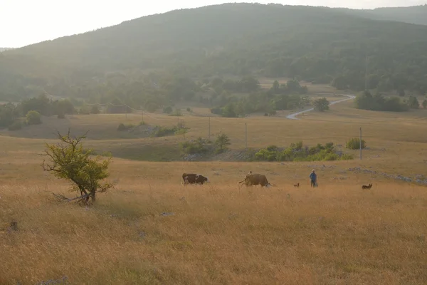 Summer landscape — Stock Photo, Image