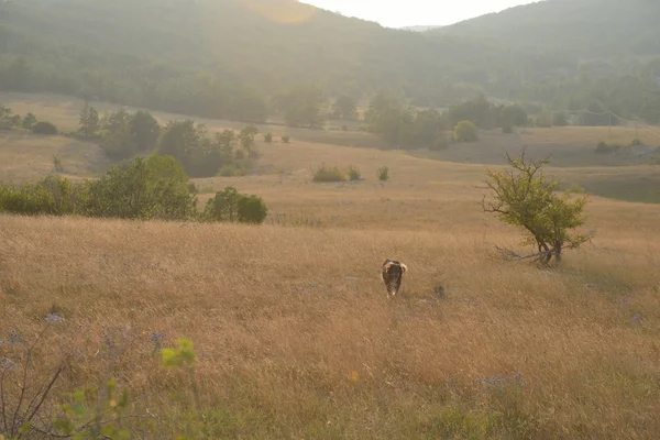 Θερινό τοπίο — Φωτογραφία Αρχείου