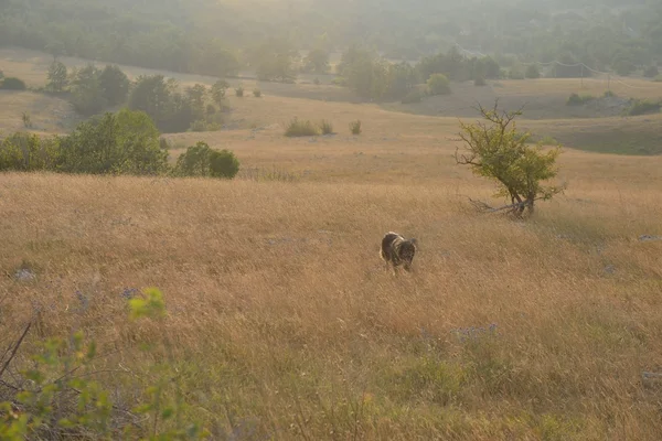 Summer landscape — Stock Photo, Image