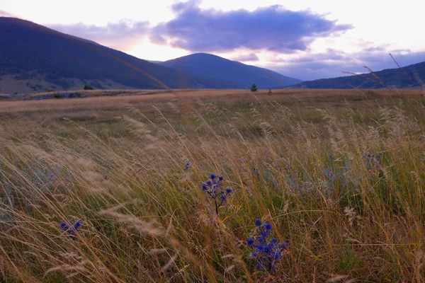 Pole s divokými květy. letní krajina — Stock fotografie