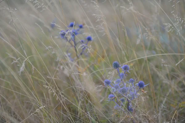 Feld mit Wildblumen. Sommerlandschaft — Stockfoto