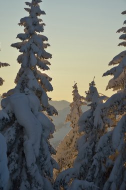 Ağaç kırağı ve karla kaplı
