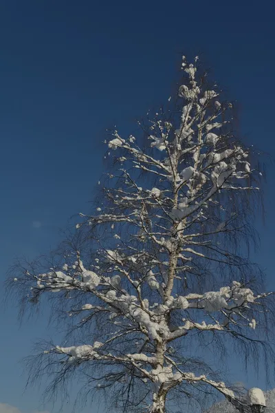 Árboles cubiertos de heladas y nieve — Foto de Stock