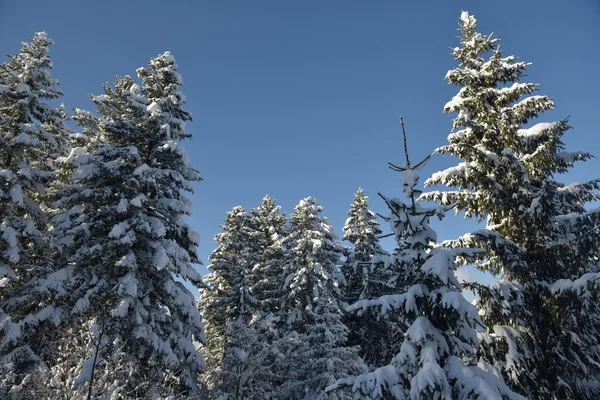 Árboles cubiertos de heladas y nieve —  Fotos de Stock