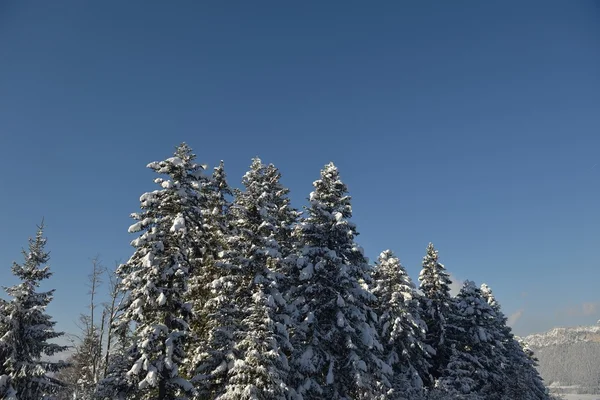 霜や雪に覆われた木々 — ストック写真