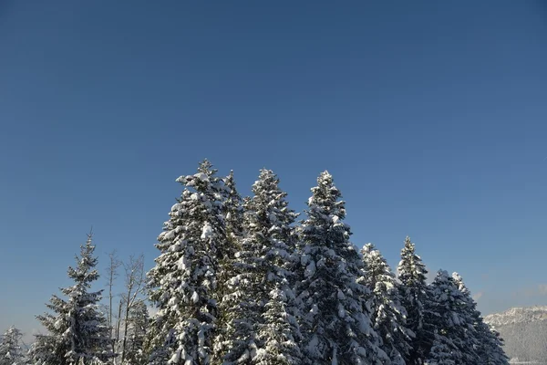 Alberi ricoperti di gelo e neve — Foto Stock