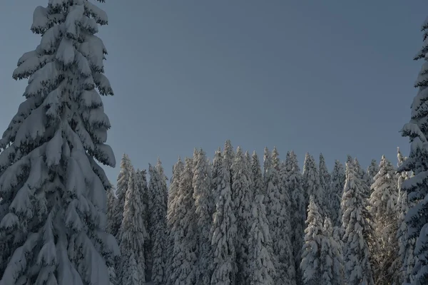 Alberi ricoperti di gelo e neve — Foto Stock