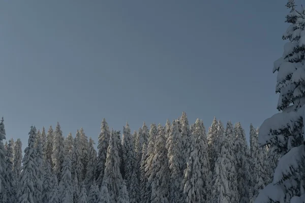 Árvores cobertas com geada e neve — Fotografia de Stock