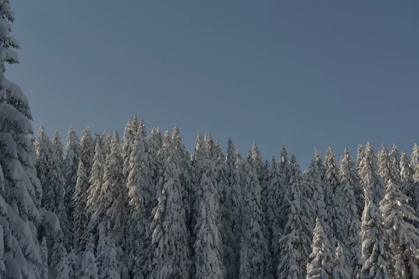 霜や雪に覆われた木々 — ストック写真