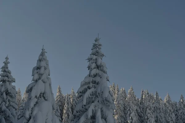 Arbres couverts de givre et de neige — Photo