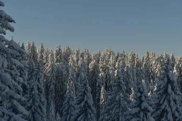 Bomen bedekt met vorst en sneeuw — Stockfoto