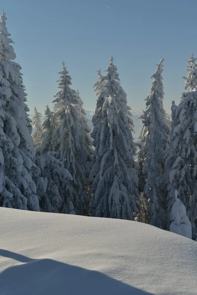 Bomen bedekt met vorst en sneeuw — Stockfoto
