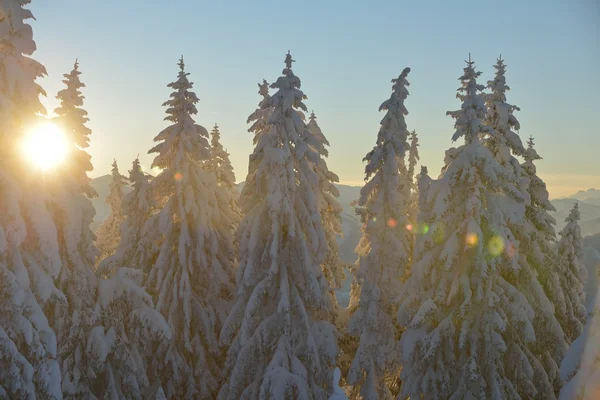 Bomen bedekt met vorst en sneeuw — Stockfoto