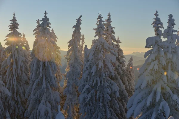 Hüvelykfákkal és havazással borított fák — Stock Fotó