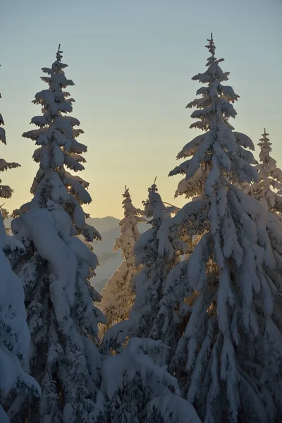 Bomen bedekt met vorst en sneeuw — Stockfoto