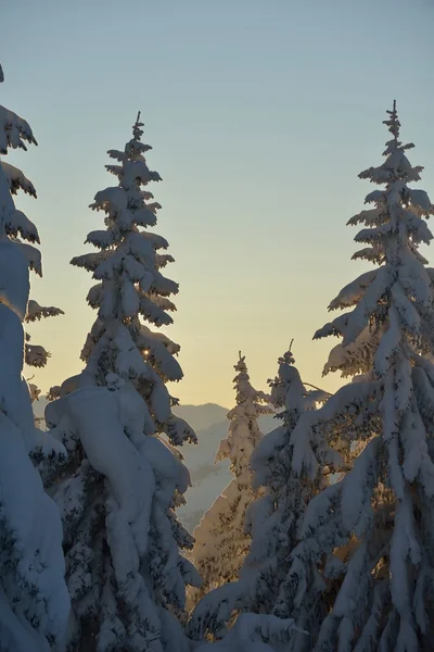 Alberi ricoperti di gelo e neve — Foto Stock