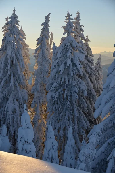 Árvores cobertas com geada e neve — Fotografia de Stock