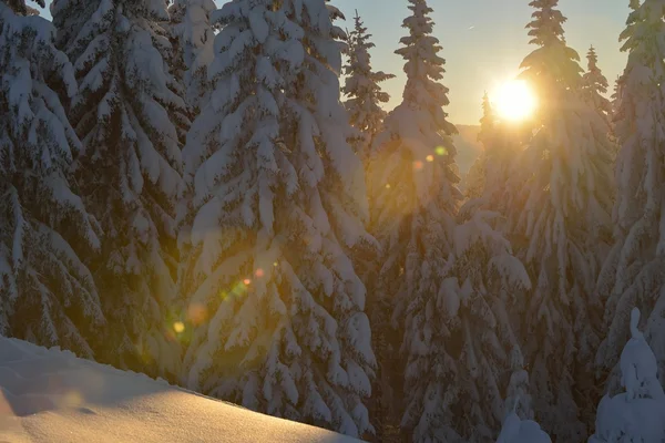 Árvores cobertas com geada e neve — Fotografia de Stock