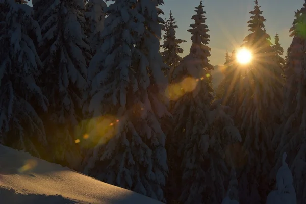 Alberi ricoperti di gelo e neve — Foto Stock