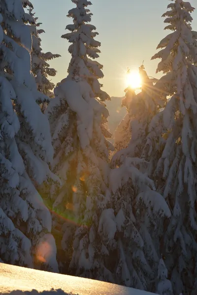 Дерева покриті калюжею і снігом — стокове фото