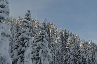 Ağaç kırağı ve karla kaplı