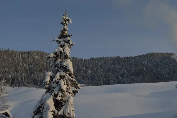 Bomen bedekt met vorst en sneeuw — Stockfoto