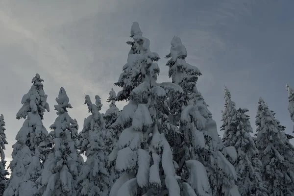 Bomen bedekt met vorst en sneeuw — Stockfoto