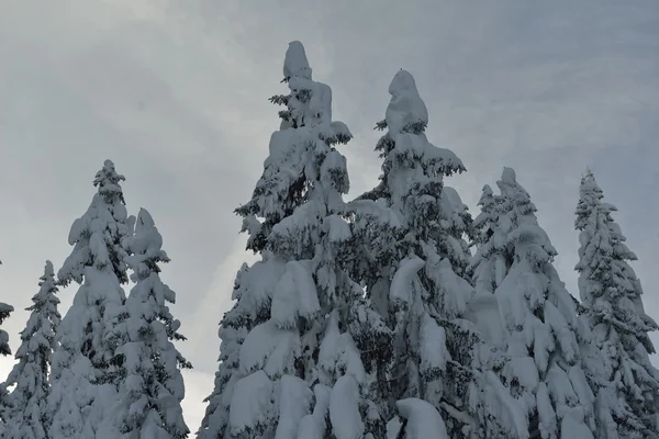 Árvores cobertas com geada e neve — Fotografia de Stock