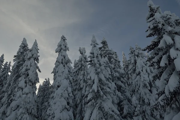 Árvores cobertas com geada e neve — Fotografia de Stock