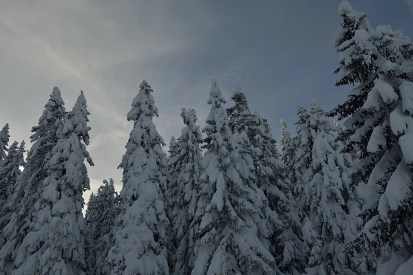 Bomen bedekt met vorst en sneeuw — Stockfoto