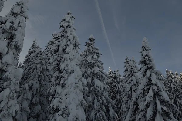 Árvores cobertas com geada e neve — Fotografia de Stock