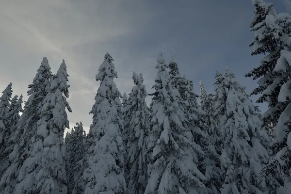 Hüvelykfákkal és havazással borított fák — Stock Fotó