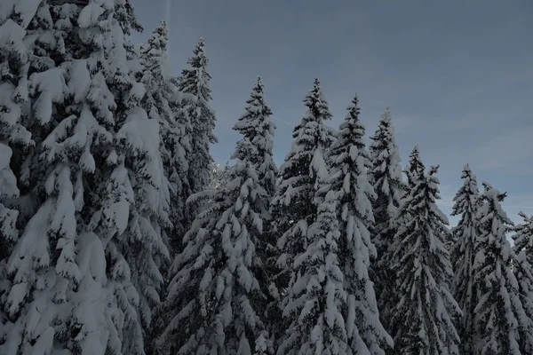 Árvores cobertas com geada e neve — Fotografia de Stock